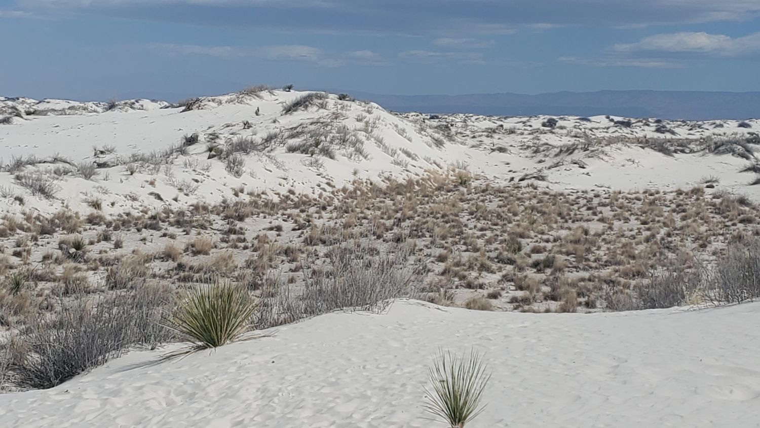 White Sands Playa and Dune Life Trails 